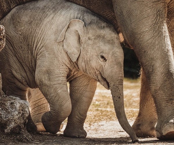 un bébé élephant